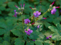 Geranium macrorrhizum IMG_4437 Bodziszek korzeniasty